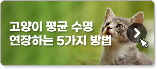 고양이 평균 수명 연장하는 방법 5가지 내부링크 이미지
